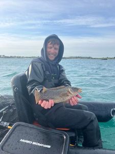 Ballan Wrasse
