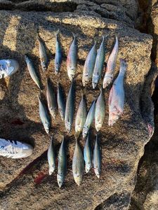 European Bass (Seabass)