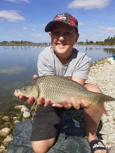 Common Carp