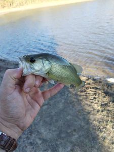 Largemouth Bass