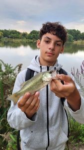 Largemouth Bass