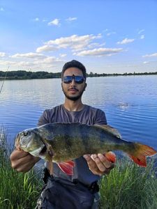 European Perch