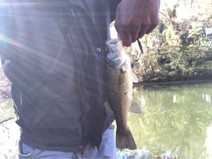 Largemouth Bass