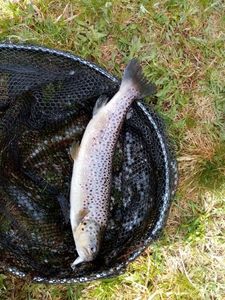 Brown Trout
