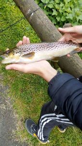 Brown Trout