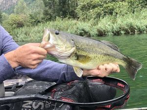 Smallmouth Bass