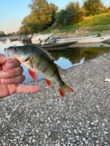 European Perch