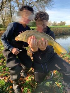 Common Carp