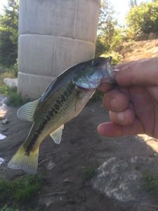 Largemouth Bass