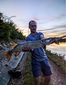 Northern Pike