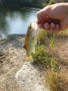 Smallmouth Bass