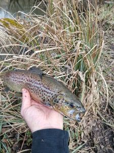 Brown Trout