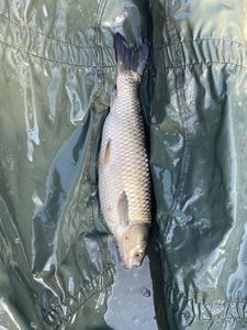 Grass Carp
