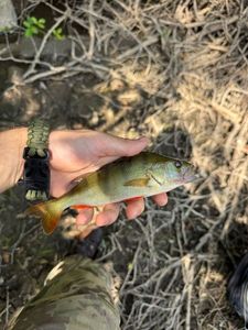 European Perch