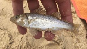 Spotted Seabass