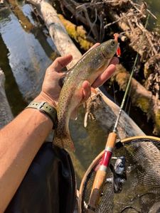 Rainbow Trout