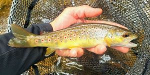 Brown Trout
