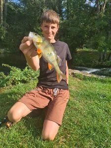 European Perch