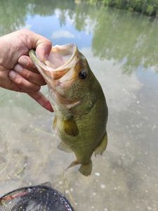 Largemouth Bass