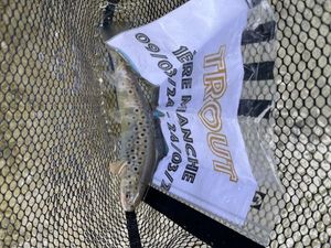 Brown Trout