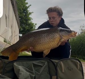 Common Carp