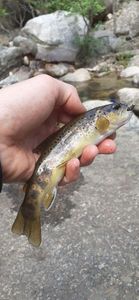 Brown Trout