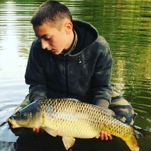 Common Carp