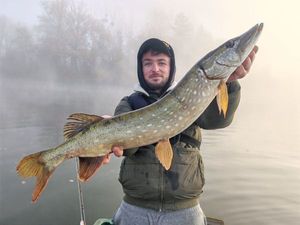 Northern Pike