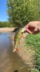 European Perch