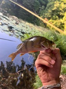European Perch