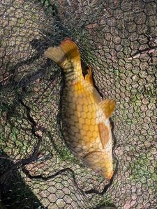 Mirror Carp