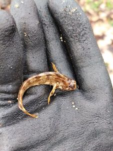 Giant Goby