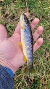 Brown Trout