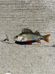 European Perch
