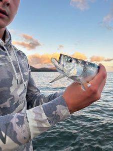 Largehead Hairtail