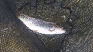 Rainbow Trout