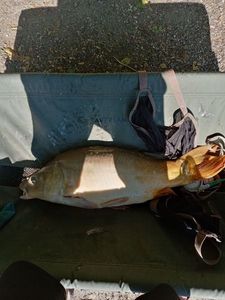 Leather Carp
