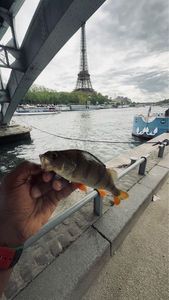 European Perch