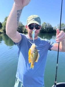 Green Sunfish