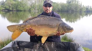 Mirror Carp