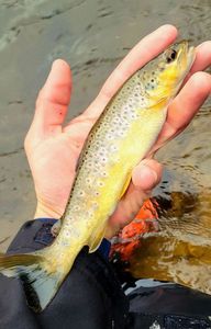 Brown Trout