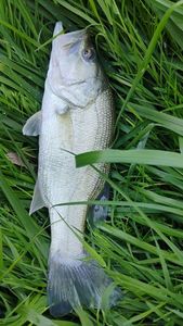 Largemouth Bass