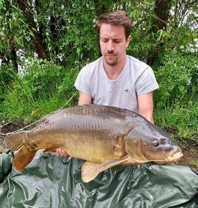 Mirror Carp