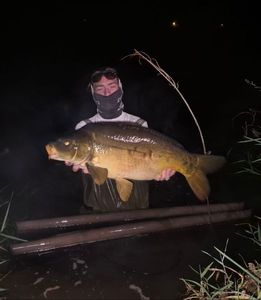 Mirror Carp