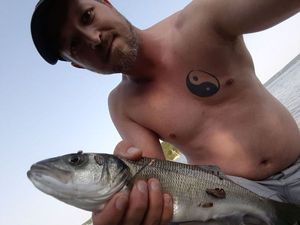 European Bass (Seabass)
