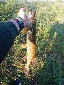 Northern Pike