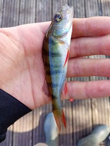 European Perch