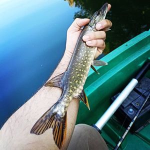 Northern Pike