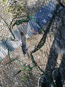 Black Bullhead