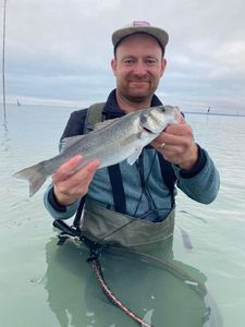 European Bass (Seabass)